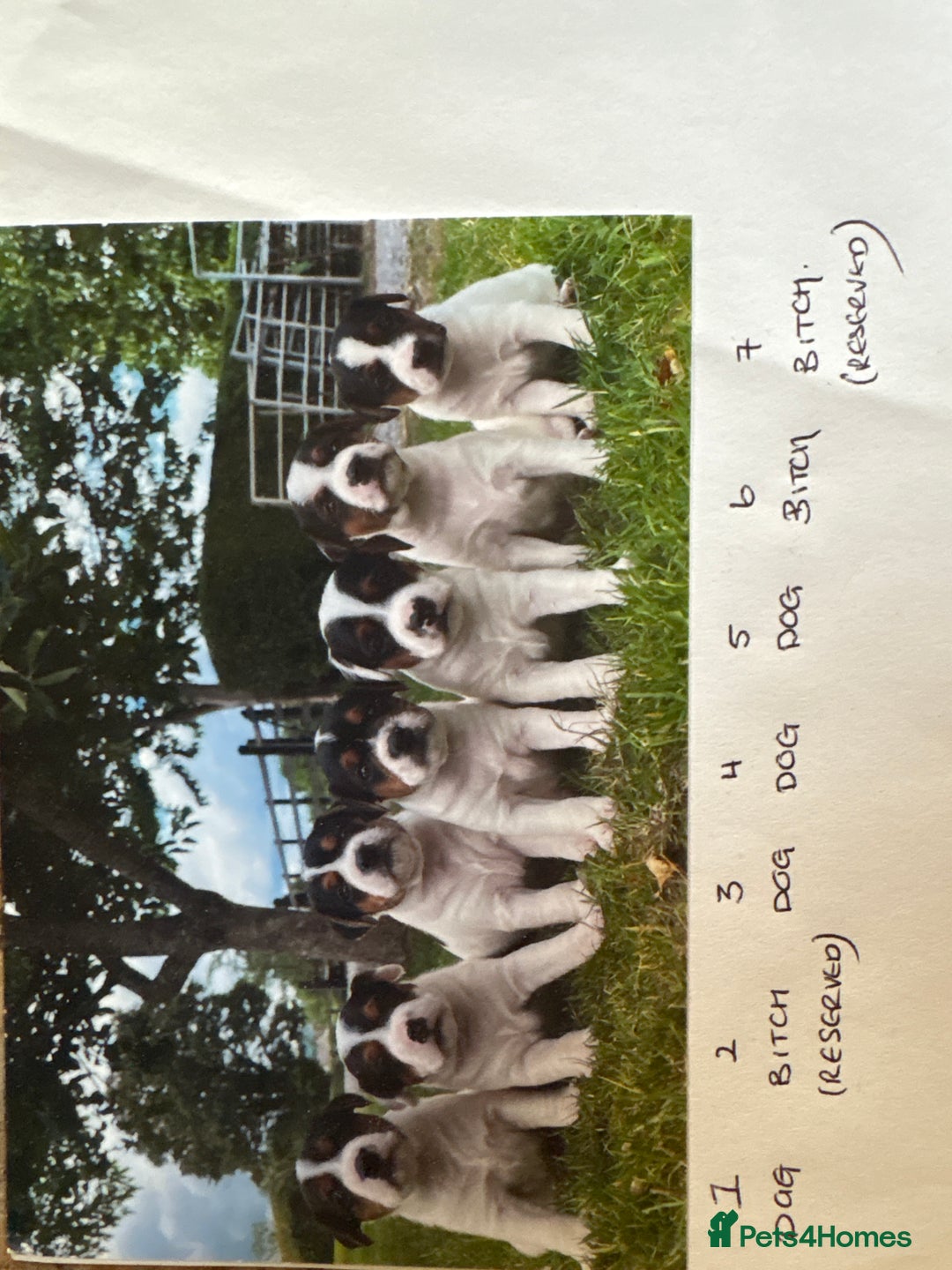 Mixed Breed dogs for sale: Jack Russell pups - Image 2