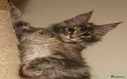 Maine Coon cats for sale: Adorable kittens Maine coon  - Image 7