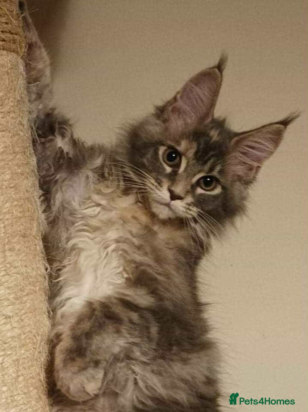 Maine Coon cats for sale: Adorable kittens Maine coon  - Image 7