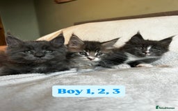 Maine Coon cats for sale: Maine Coon Kittens for Sale TICA  3 Boys & 2 Girls - Image 22