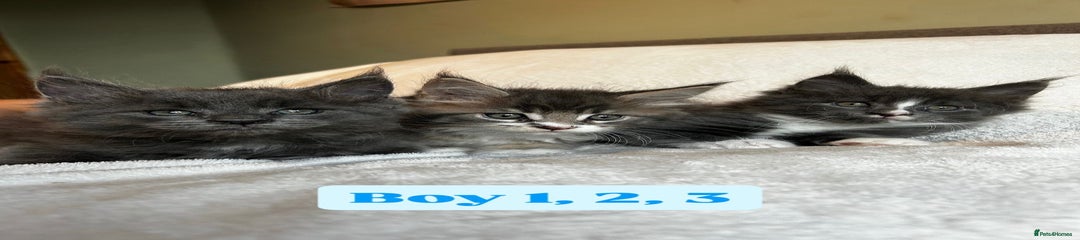 Maine Coon Kitten 3