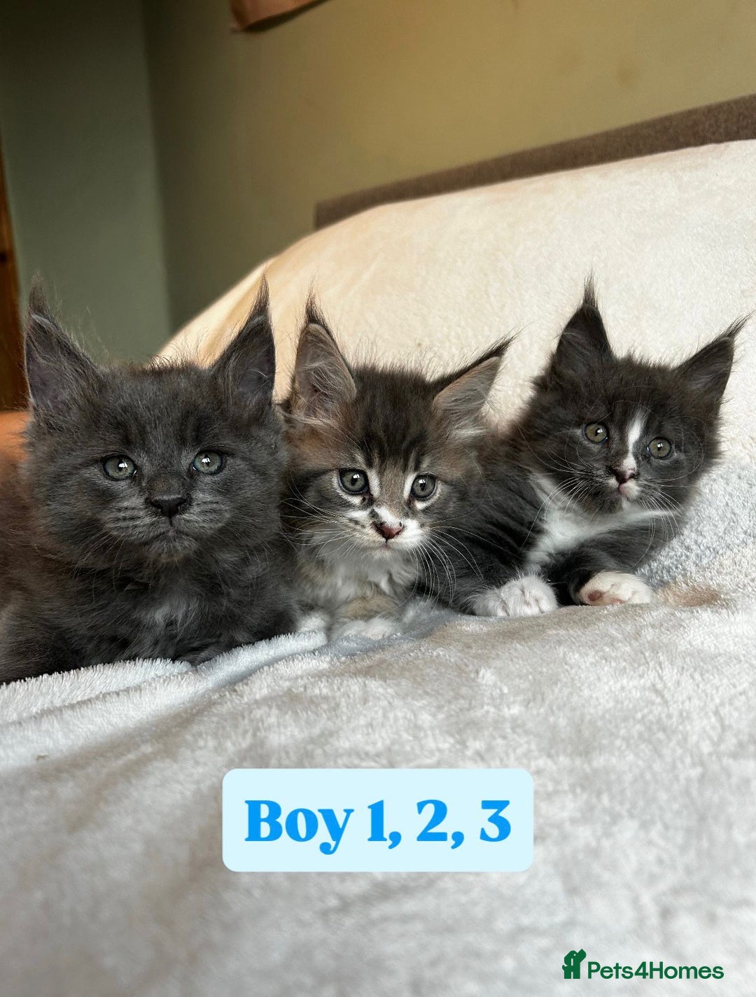 Maine Coon cats for sale: Maine Coon Kittens for Sale TICA  3 Boys & 2 Girls - Image 22