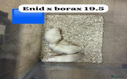 Rat rodents for sale: Baby and young rats ready now. Sheffield - Image 4