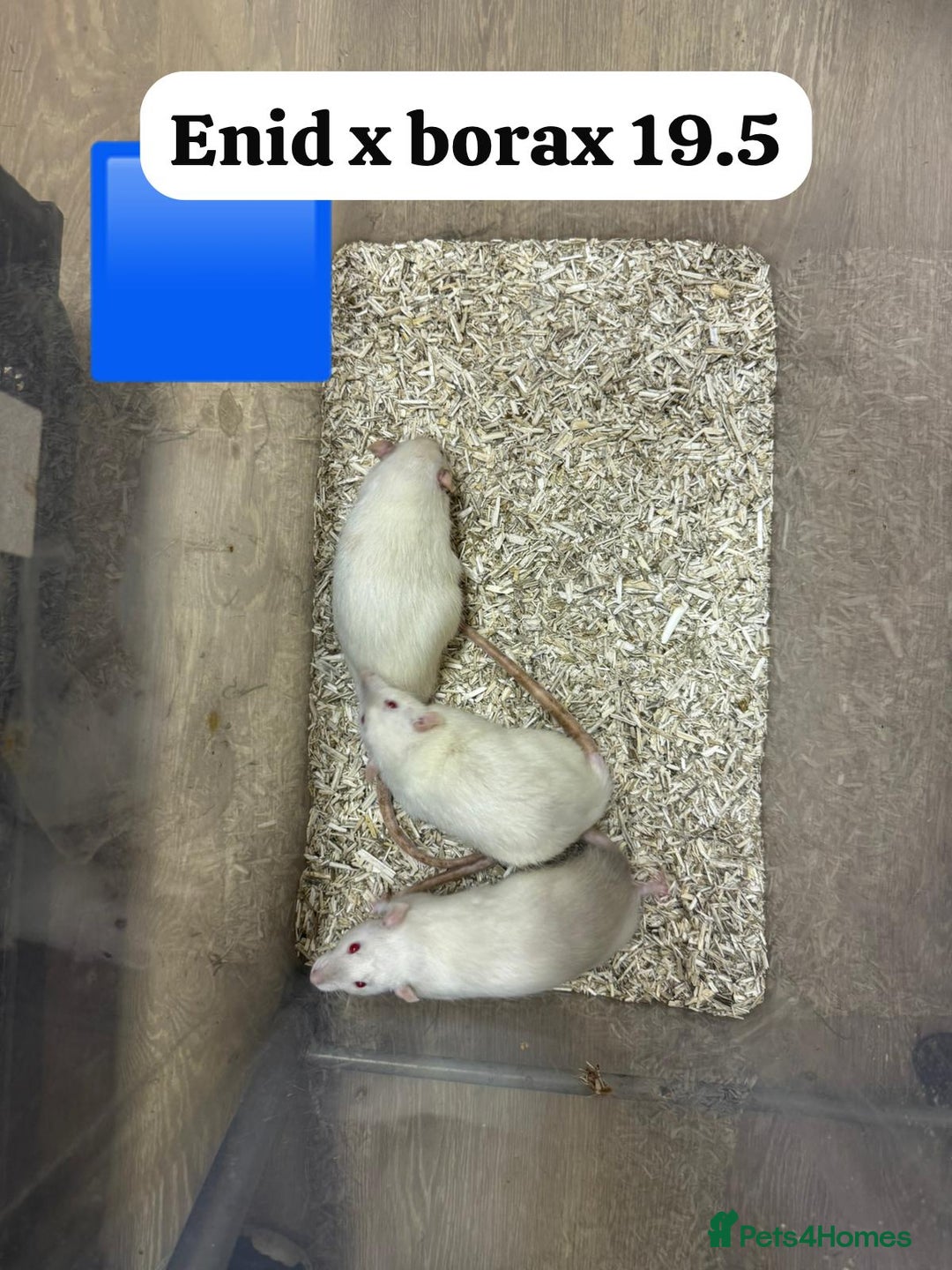 Rat rodents for sale: Baby and young rats ready now. Sheffield - Image 4