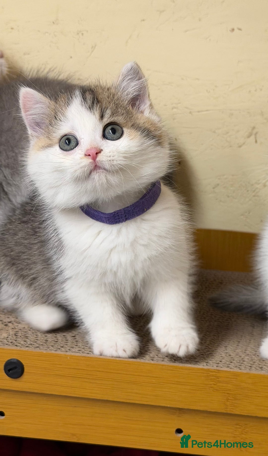 British Shorthair cats for sale: BSH tri- colour golden/blue/white kittens TICA - Advert 21