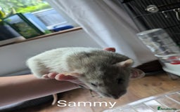 Rat rodents for sale: 4 Female Rats & Set-Up - Image 3