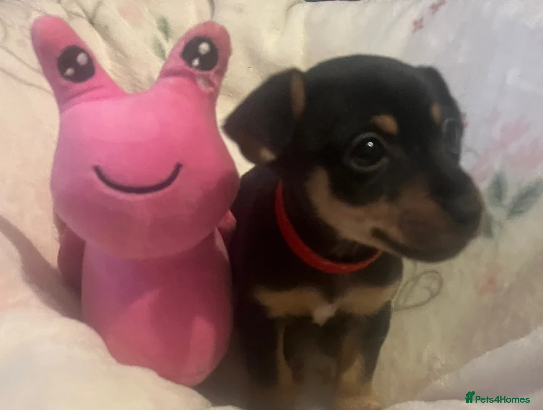 Jack Russell dogs for sale: Miniature rare natural bobtailed jack Russells - Advert 5