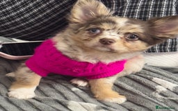 Chihuahua dogs for sale: READY TO GO.Chihuahua Long Choc Merle Girl BlueEye - Image 7