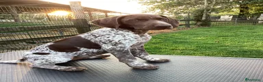 German Shorthaired Pointer bitch puppy