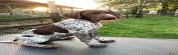 German Shorthaired Pointer dogs for sale: German Shorthaired Pointer pups for sale in Milnthorpe - Advert 10