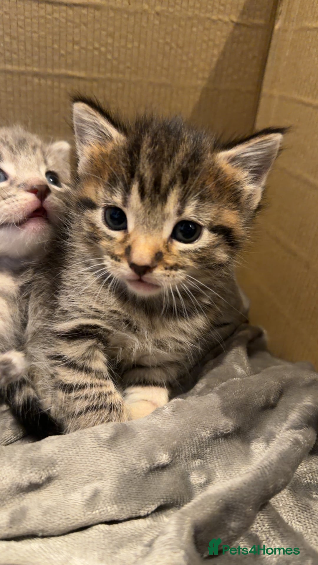 Domestic Shorthair cats for sale: Beautiful grey and black tabby kittens - Advert 4