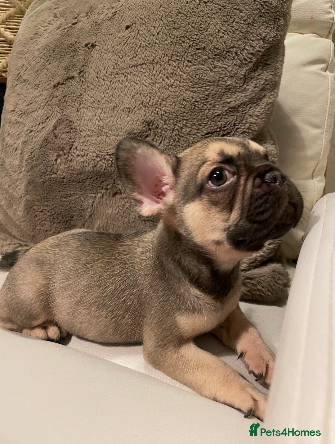 French Bulldog dogs for sale: FRENCH BULLDOG PUPPIES FOR SALE!! - Advert 11