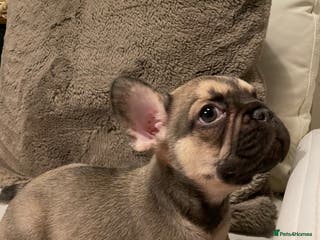 French Bulldog dogs FRENCH BULLDOG PUPPIES FOR SALE!! - Advert 8