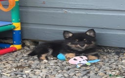 Pomsky dogs for sale: Adorable small f3 Pomsky puppies for sale  - Image 25