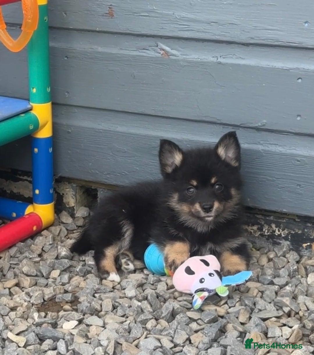 Pomsky dogs for sale: Adorable small f3 Pomsky puppies for sale  - Image 25