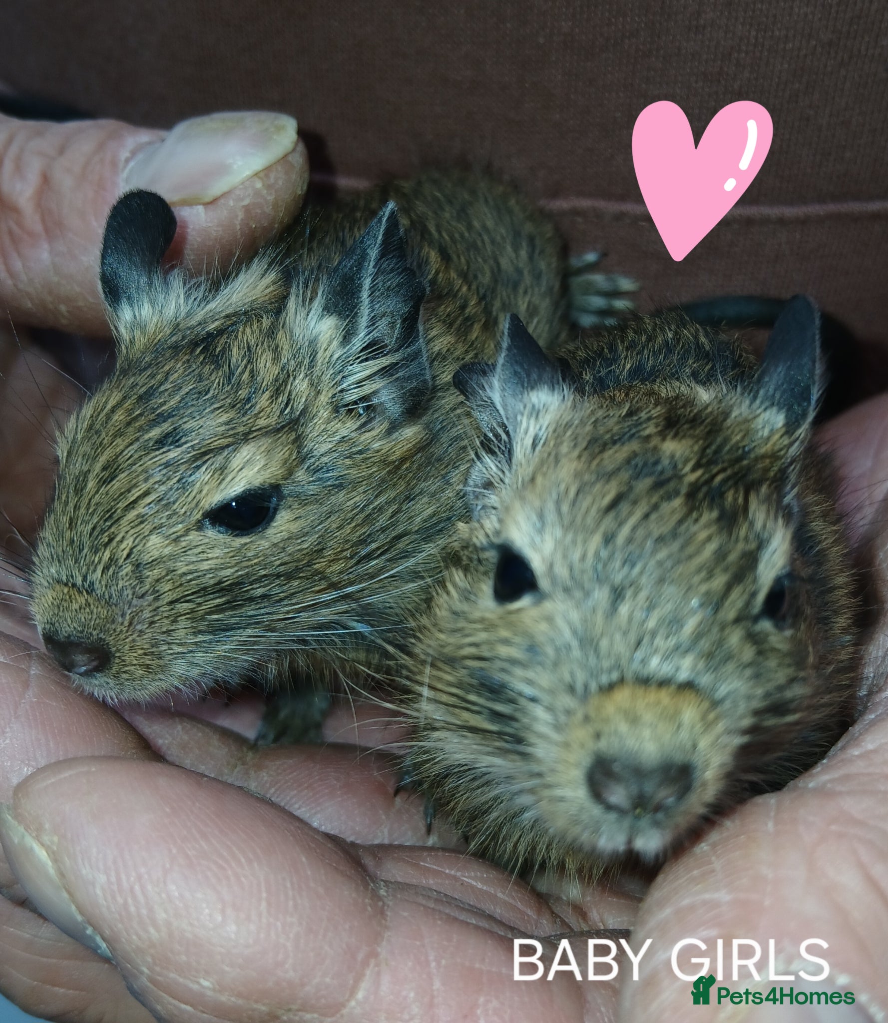 Degus rodents EXOTIC BABY DEGUS in pairs - Advert 1