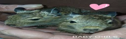 Degus rodents for sale: EXOTIC BABY DEGUS in pairs - Advert 2