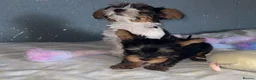 Yorkshire Terrier dogs for sale: Yorkshire terrier/Mini/Parti-colored/Traditional - Advert 2