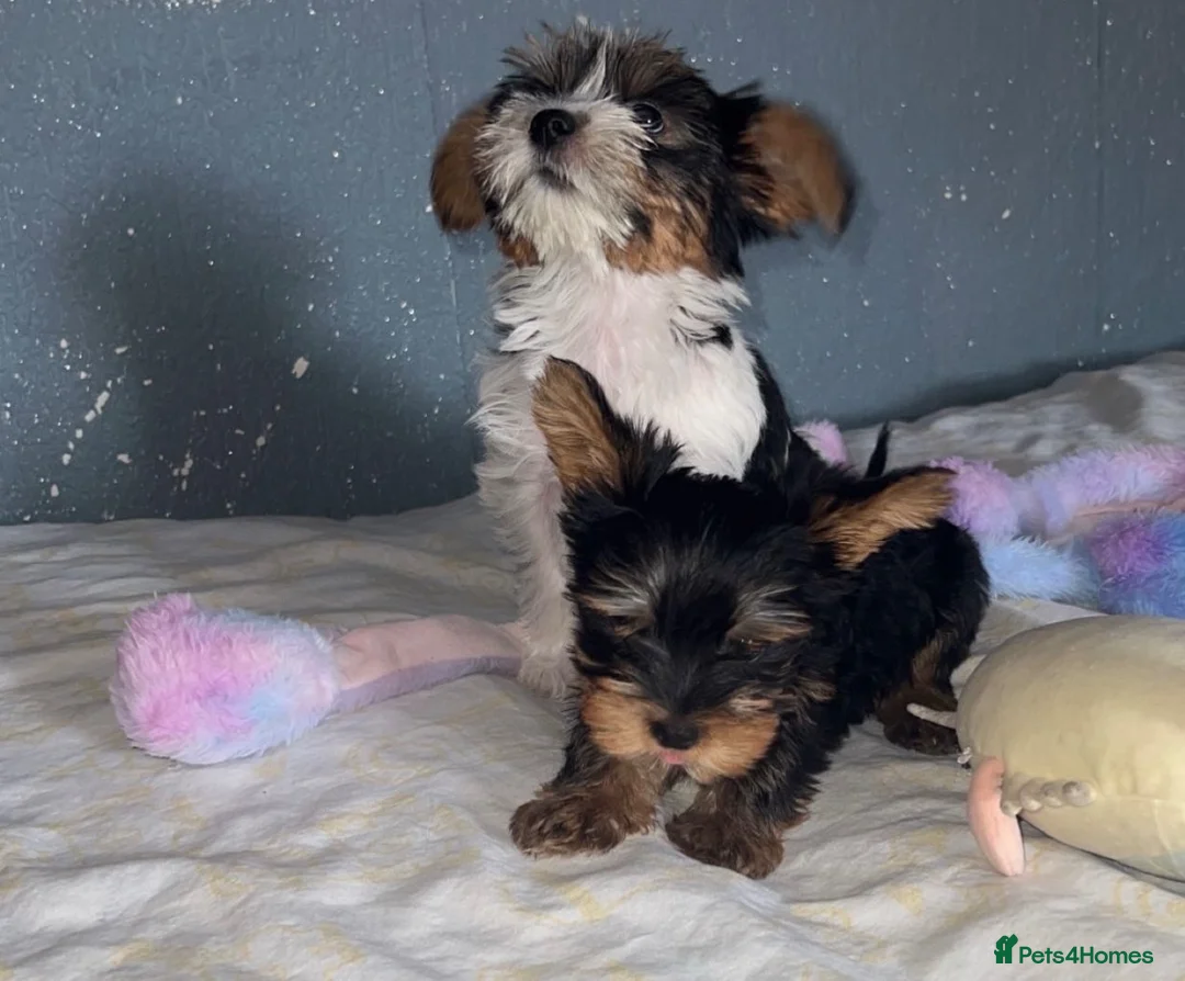 Yorkshire Terrier dogs for sale: Yorkshire terrier/Mini/Parti-colored/Traditional - Advert 2