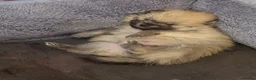 Pomeranian dogs for sale: Beautiful Pomeranian puppies ready to leave now  - Advert 9