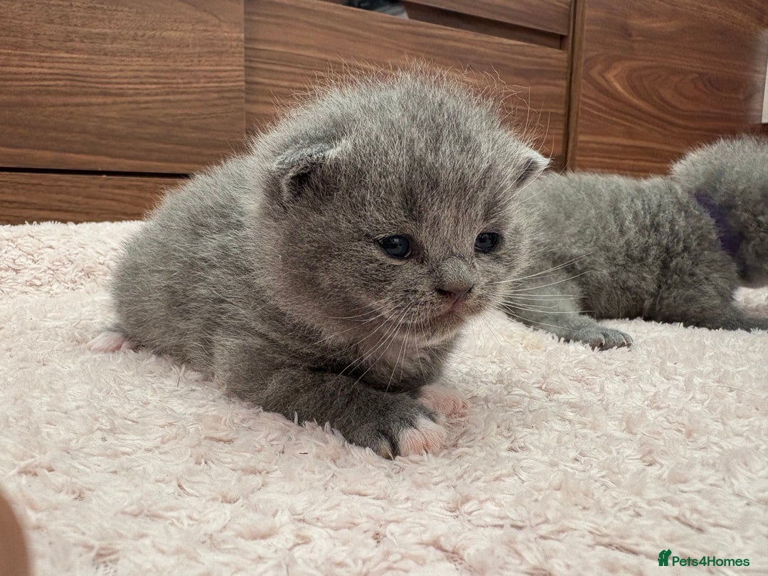 British Shorthair cats for sale: 6 Gorgeous British Shorthairs for sale  - Image 6