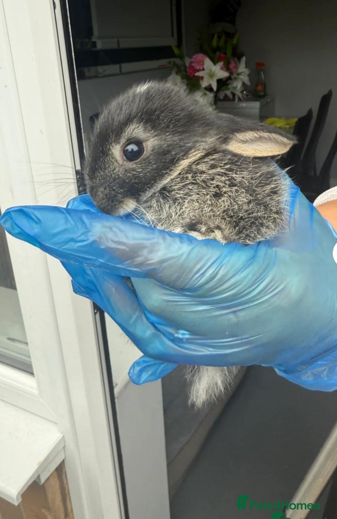 Mini Lop rabbits for sale: New baby mini lops  - Image 4