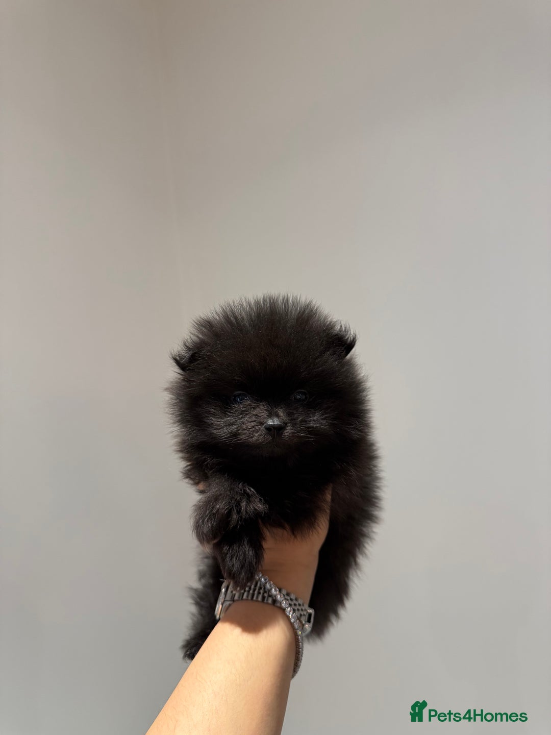 Pomeranian dogs for sale: Teddy Bear Pomerians  - Advert 1