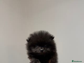 Pomeranian dogs Teddy Bear Pomerians - Advert 1