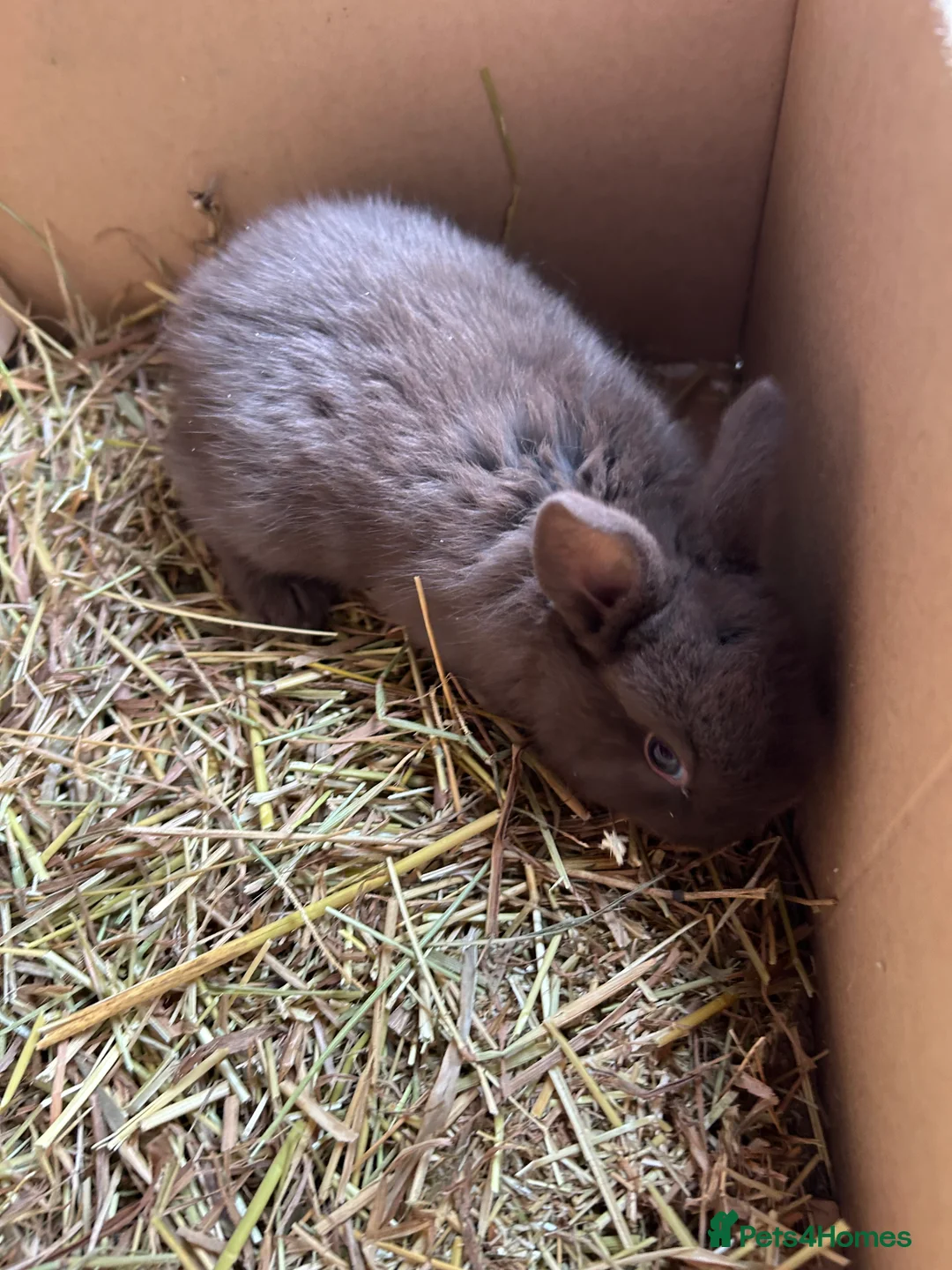 Mixed Breed rabbits for sale: Baby rabbits  - Advert 3
