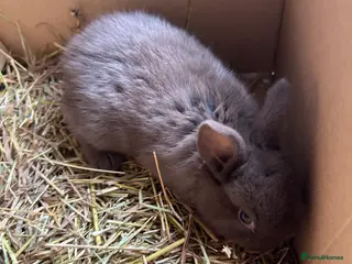 Mixed Breed rabbits Baby rabbits - Advert 9