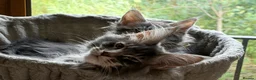 Maine Coon cats for sale: TICCA Registered MaineCoon Kittens  - Advert 15