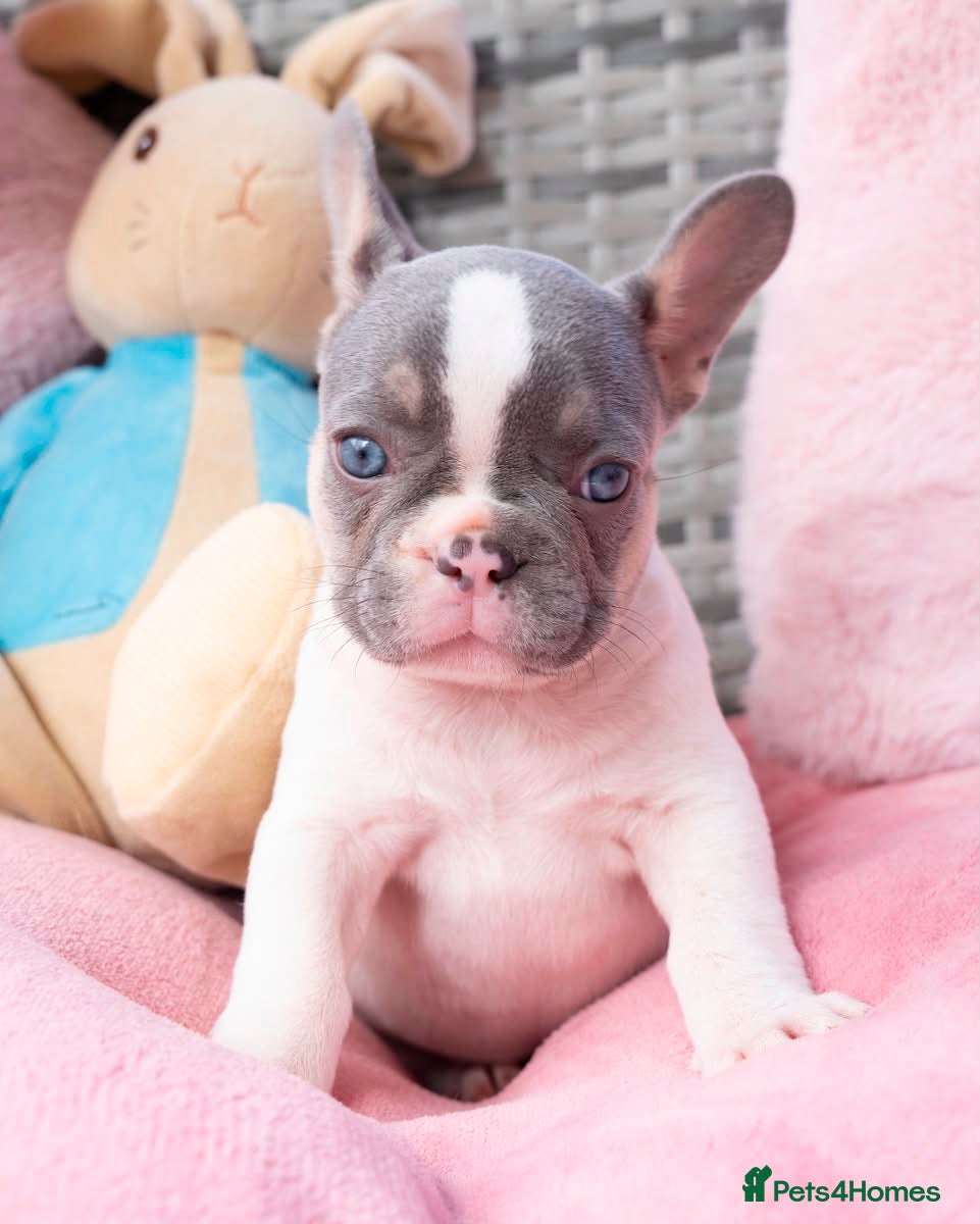 French Bulldog dogs for sale: Stunning litter of pied French bulldogs - Advert 21