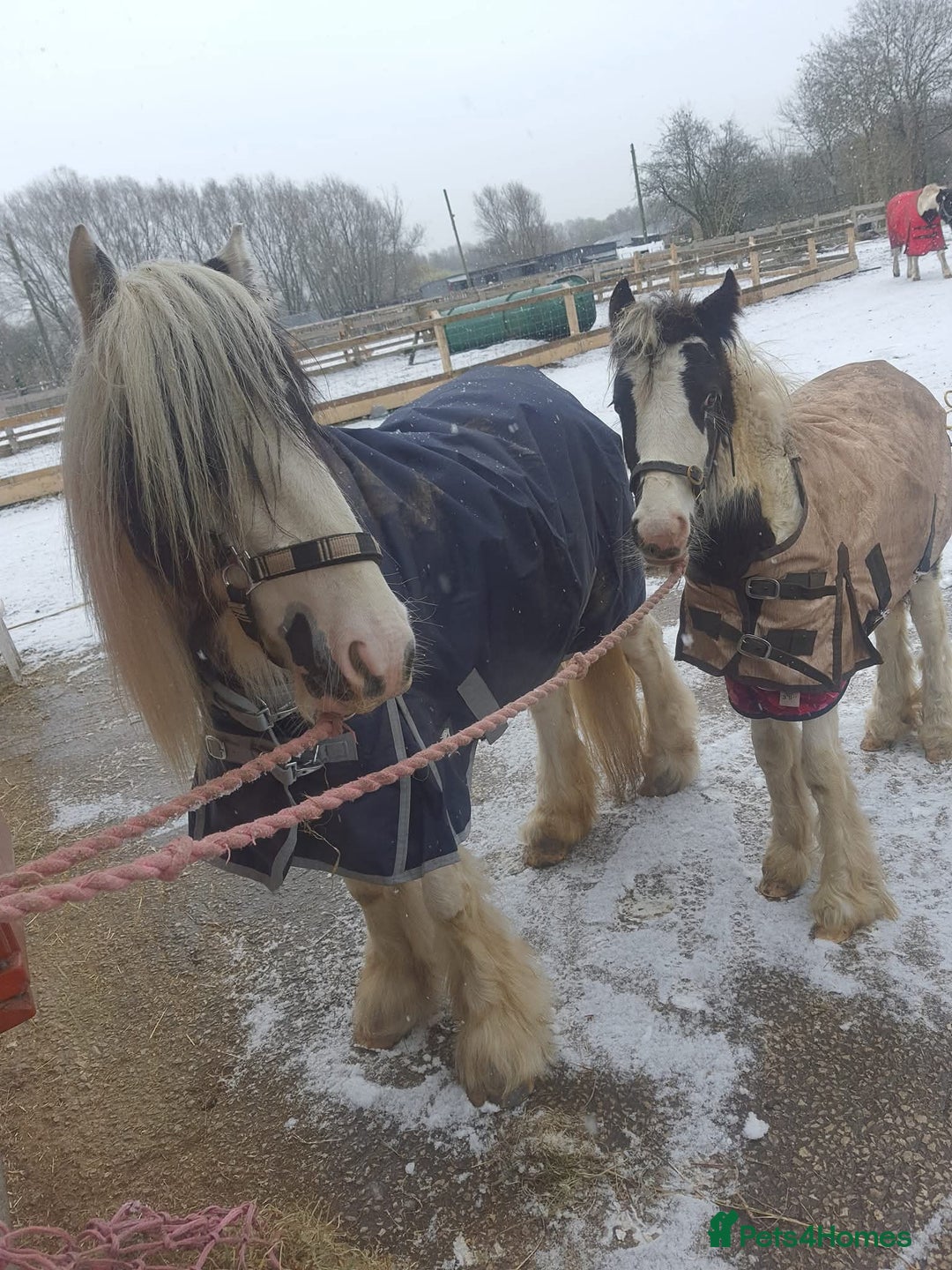 Irish Cob horses for sale: Bluebell  - Image 4