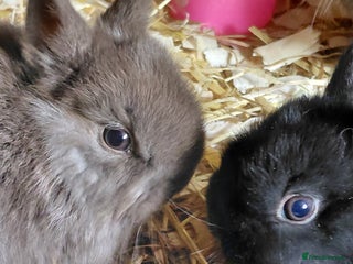 Netherland Dwarf rabbits Pure Netherland dwarf buck babies.Choc& self Black - Advert 1