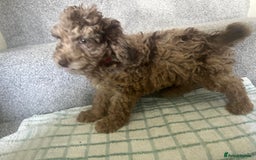 Cockapoo dogs for sale: Cockapoo puppies ready to find forever loving home - Image 1