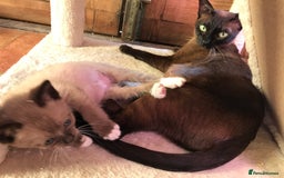 Tonkinese cats for sale: Exquisite Tonkdolls - Image 18