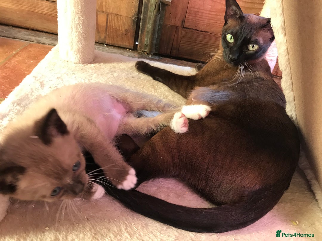 Tonkinese cats for sale: Exquisite Tonkdolls - Image 18