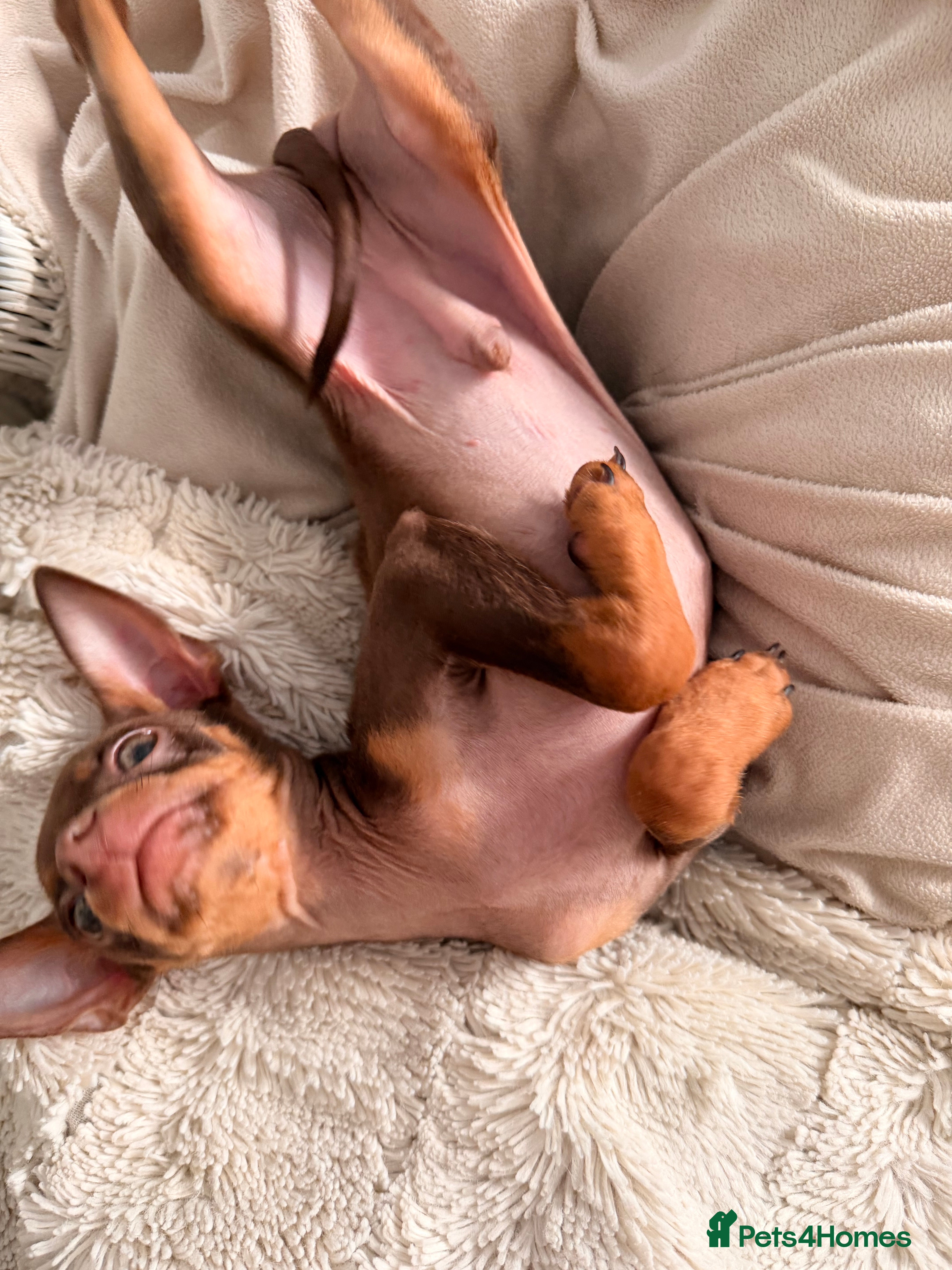 Russian Toy Terrier dogs Shorthaired KC Russian Toy only one boy available  - Advert 2