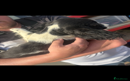 English Springer Spaniel dogs for sale: Springer spaniel pups ready now  - Image 3