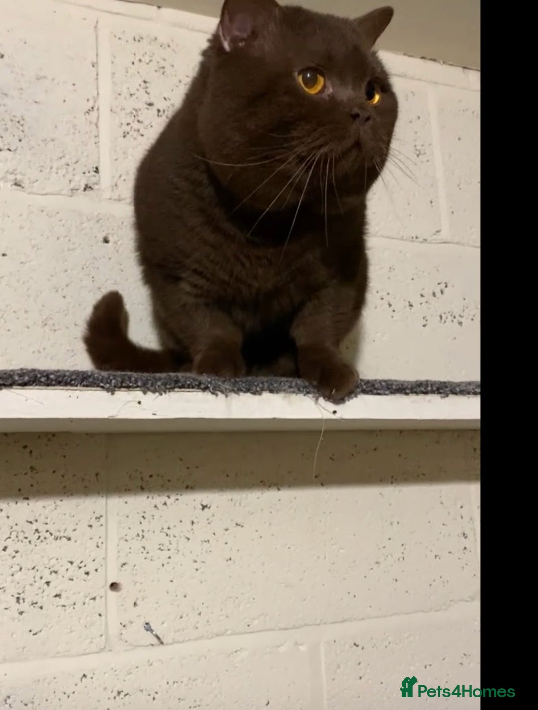 Brazilian Shorthair cats for stud: Chocolate Shorthair  - Image 6