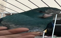 Parakeets birds for sale: Young female kakariki  - Advert 4