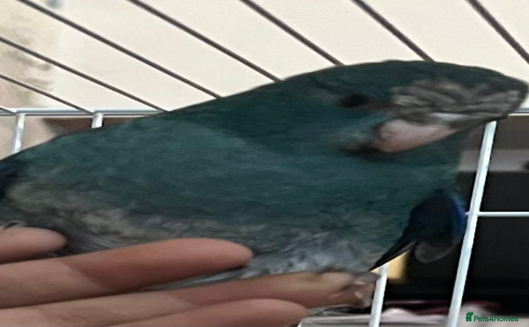 Parakeets birds - Advert 7