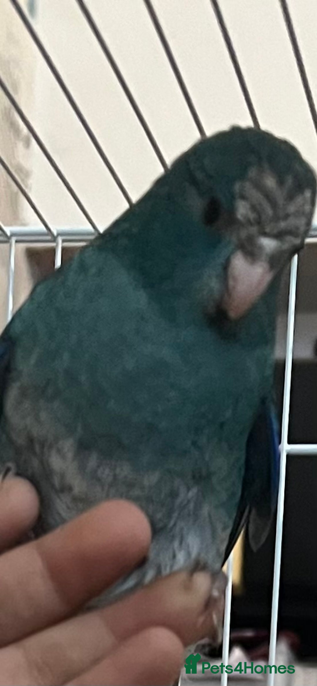 Parakeets birds for sale: Young female kakariki  - Advert 4