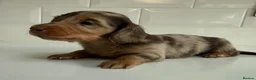Miniature Dachshund dogs for sale: Beautiful Miniature dachshunds  - Advert 18