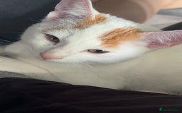 Turkish Van cats for sale: Turkish van cat  - Advert 5