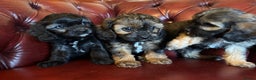 Cavapoo dogs for sale: F1 cavapoo stunning unusual colours  - Advert 12
