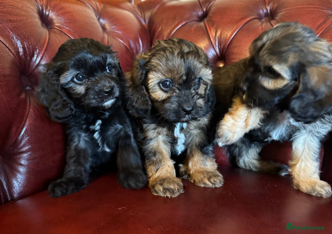 Cavapoo dogs for sale: F1 cavapoo stunning unusual colours  - Advert 12