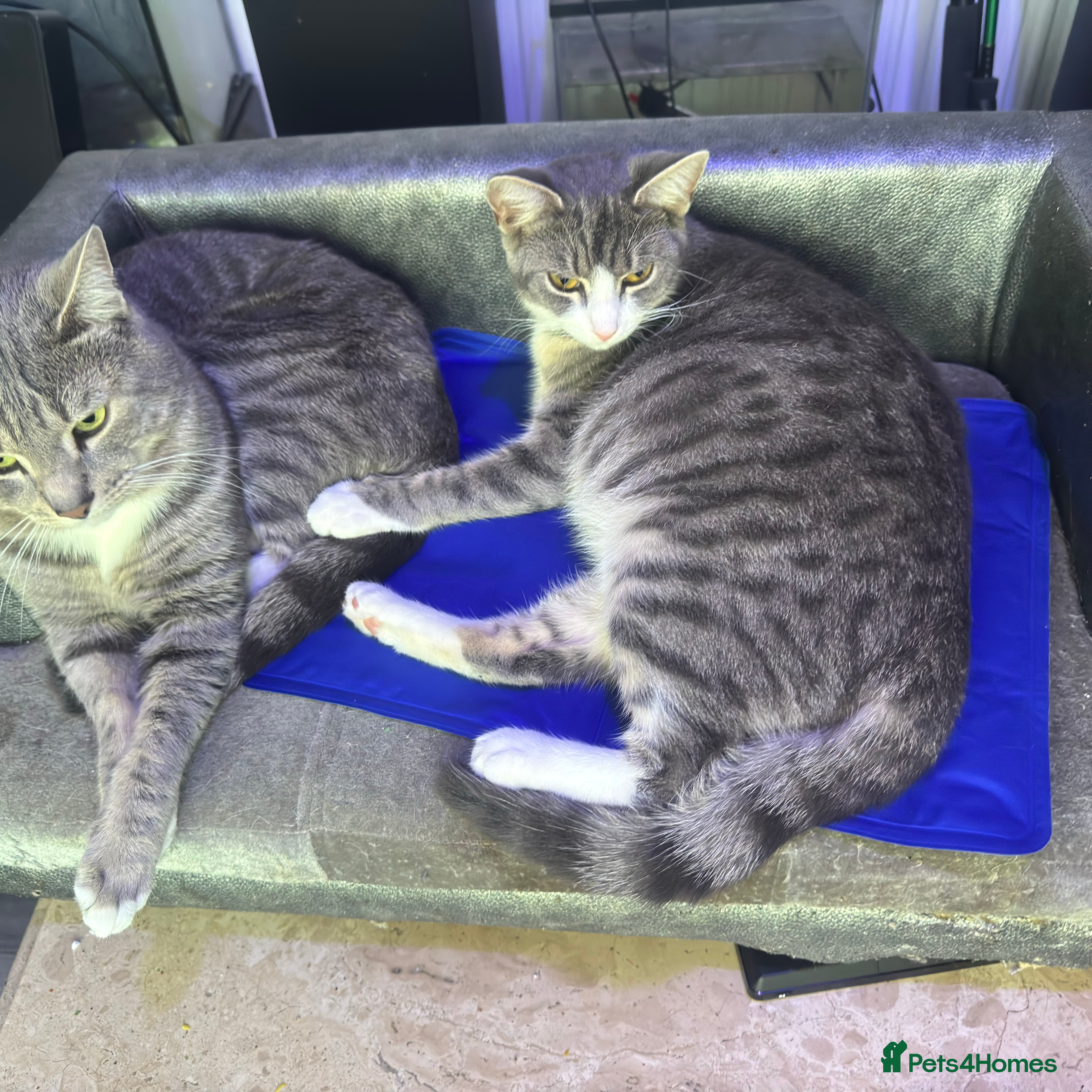 Mixed Breed cats Hi all 4 kittens - Advert 1