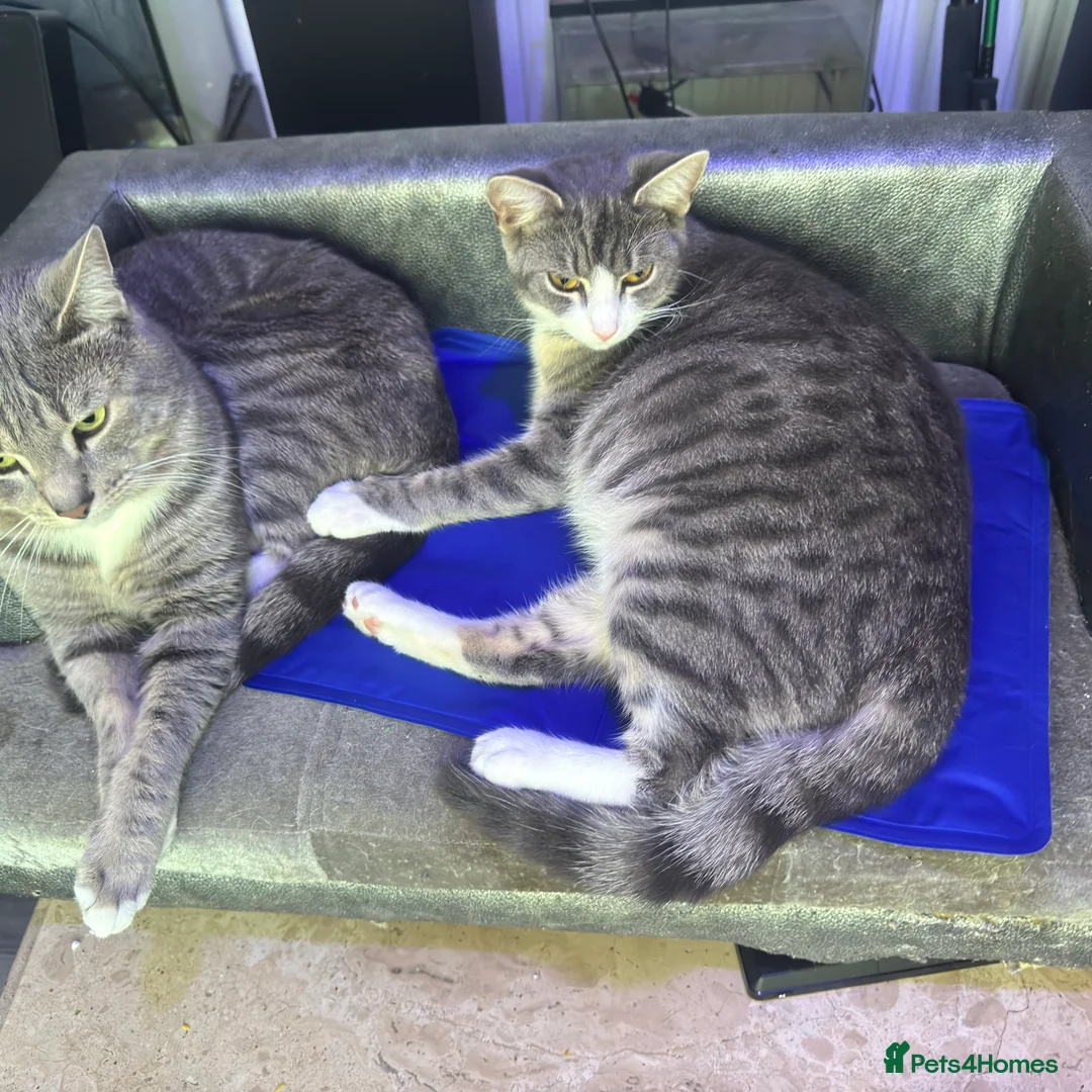 Mixed Breed cats for sale: Hi all 4 kittens - Advert 1