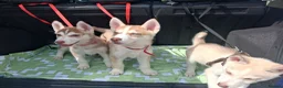 Siberian Husky dogs for sale: Husky puppies ready to leave now  - Advert 6